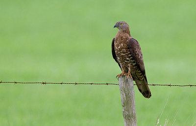 BUITEN BEELD Foto: 281842