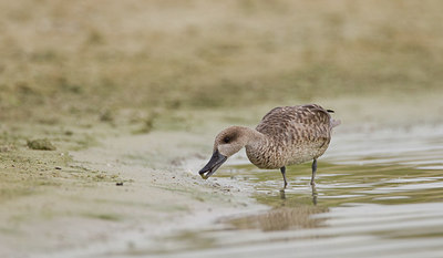 BUITEN BEELD Foto: 281849