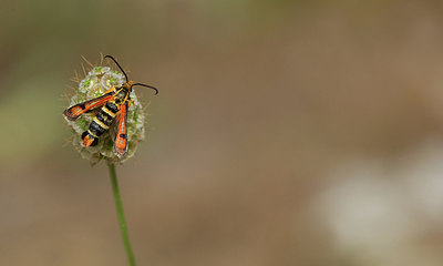 BUITEN BEELD Foto: 281862