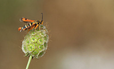 BUITEN BEELD Foto: 281863
