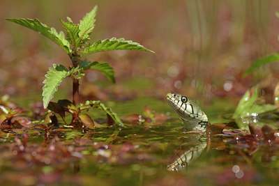 BUITEN BEELD Foto: 281867