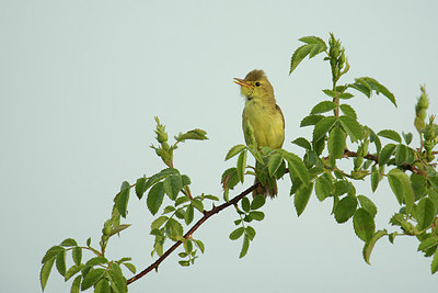 BUITEN BEELD Foto: 281872