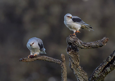 BUITEN BEELD Foto: 281895