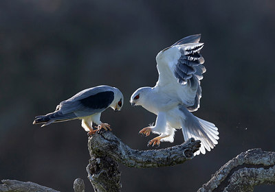 BUITEN BEELD Foto: 281897