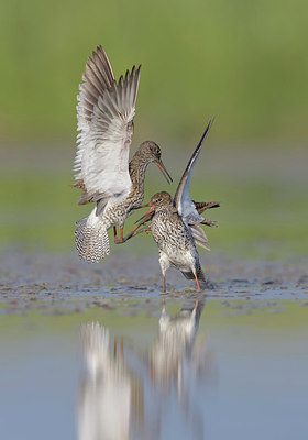 BUITEN BEELD Foto: 281898