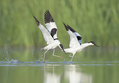 BUITEN BEELD Foto: 281899