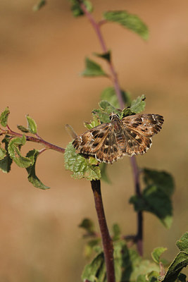 BUITEN BEELD Foto: 281906