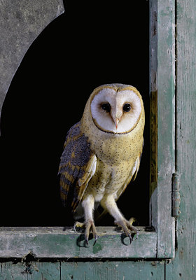 BUITEN BEELD Foto: 282028