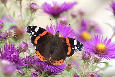 BUITEN BEELD Foto: 282029