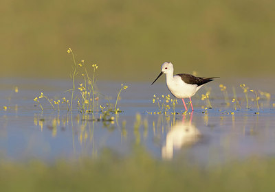 BUITEN BEELD Foto: 282034