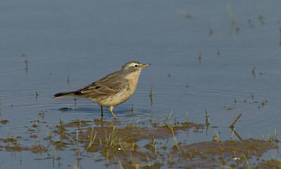 BUITEN BEELD Foto: 282045