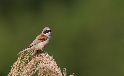 BUITEN BEELD Foto: 282050
