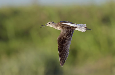 BUITEN BEELD Foto: 282053