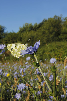 BUITEN BEELD Foto: 282070