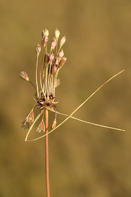 BUITEN BEELD Foto: 282083