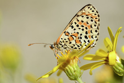 BUITEN BEELD Foto: 282086