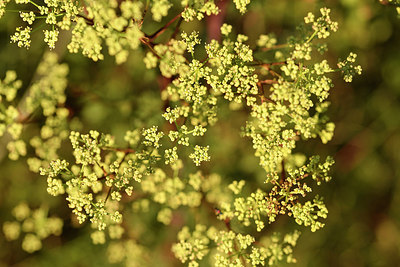 BUITEN BEELD Foto: 282087