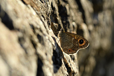 BUITEN BEELD Foto: 282094