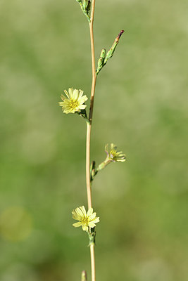 BUITEN BEELD Foto: 282095