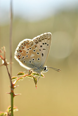 BUITEN BEELD Foto: 282098