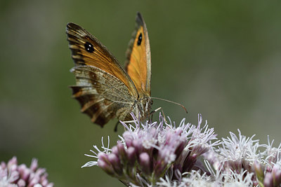 BUITEN BEELD Foto: 282102