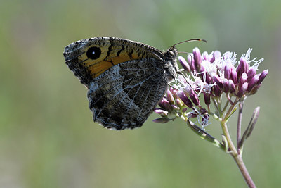 BUITEN BEELD Foto: 282106