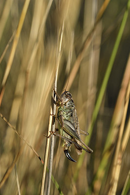BUITEN BEELD Foto: 282110