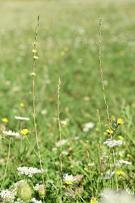 BUITEN BEELD Foto: 282113