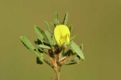 BUITEN BEELD Foto: 282115