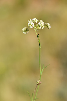 BUITEN BEELD Foto: 282125