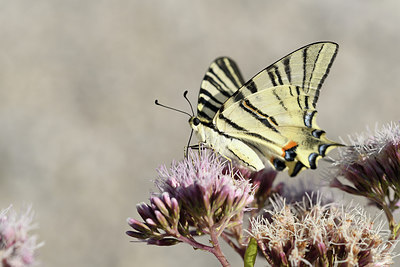 BUITEN BEELD Foto: 282134