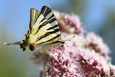 BUITEN BEELD Foto: 282140