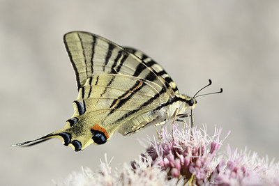 BUITEN BEELD Foto: 282142