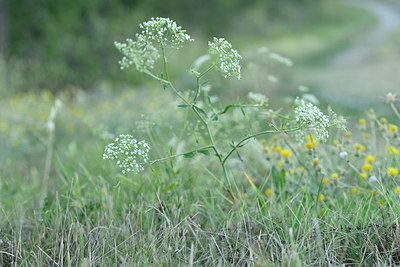 BUITEN BEELD Foto: 282143