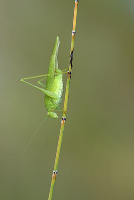 BUITEN BEELD Foto: 282162