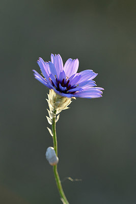 BUITEN BEELD Foto: 282169