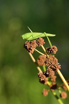 BUITEN BEELD Foto: 282174