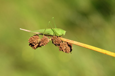 BUITEN BEELD Foto: 282176