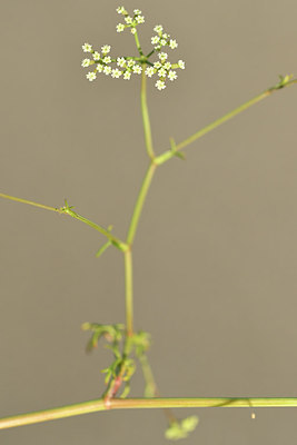BUITEN BEELD Foto: 282189
