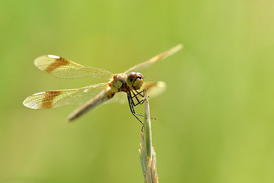 BUITEN BEELD Foto: 282190