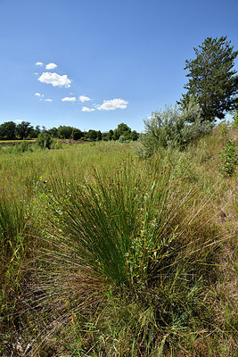 BUITEN BEELD Foto: 282199