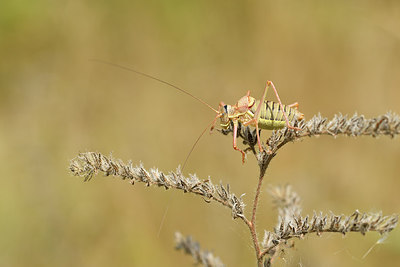 BUITEN BEELD Foto: 282210