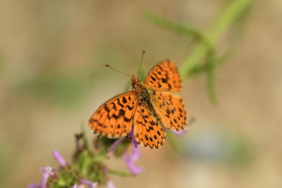 BUITEN BEELD Foto: 282214