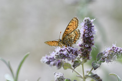 BUITEN BEELD Foto: 282233