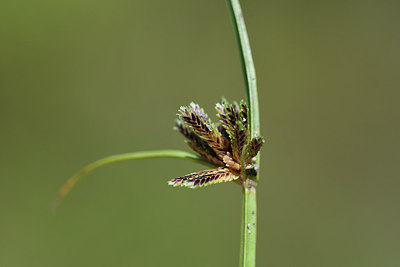 BUITEN BEELD Foto: 282242