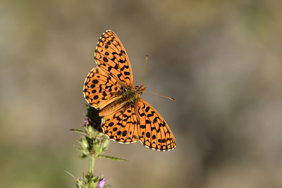 BUITEN BEELD Foto: 282243