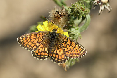 BUITEN BEELD Foto: 282247