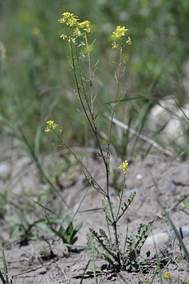 BUITEN BEELD Foto: 282254