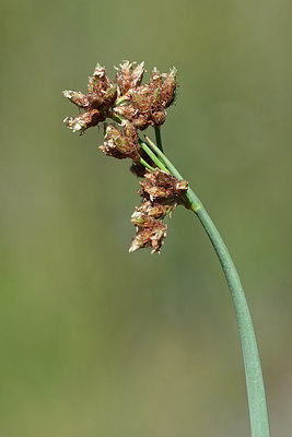 BUITEN BEELD Foto: 282255