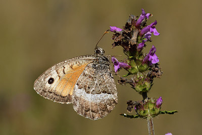 BUITEN BEELD Foto: 282256